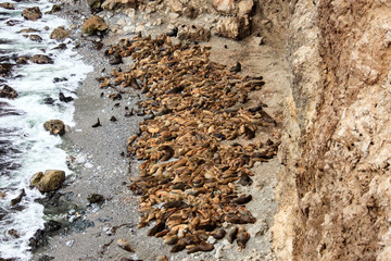 Fototapeta premium Sea lions on the beach by the sea in Peru