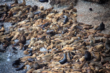 Sea lions on the beach by the sea in Peru