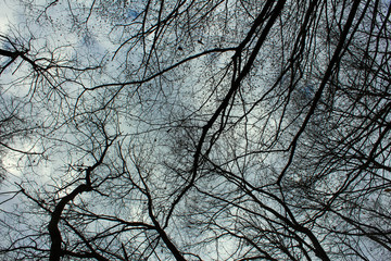 branches of tree