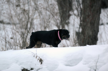 chien en hiver