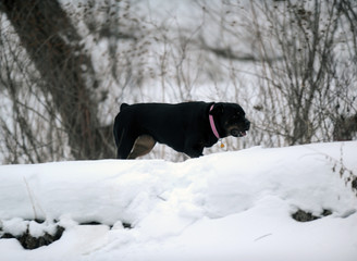 chien en hiver