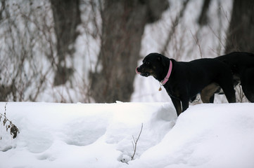 chien en hiver
