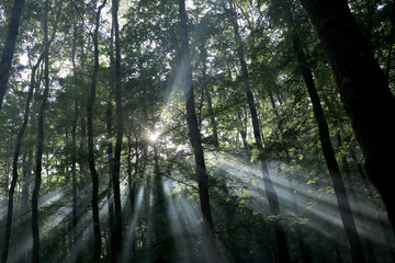 Obraz premium morning in the forest