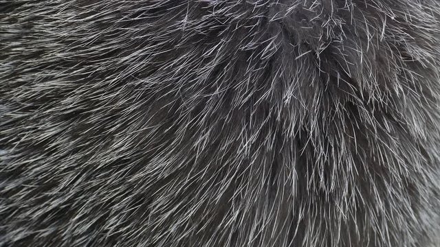 Close up of Natural black fox fur with slight movement in the wind, abstract background of a luxurious fashion.