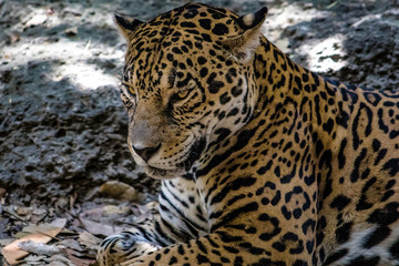 felinos © isaac_l_mesa