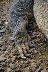 Komodo dragons (Varanus komodoensis)