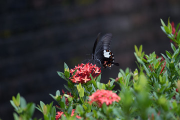 Khai Dinh Schmetterling