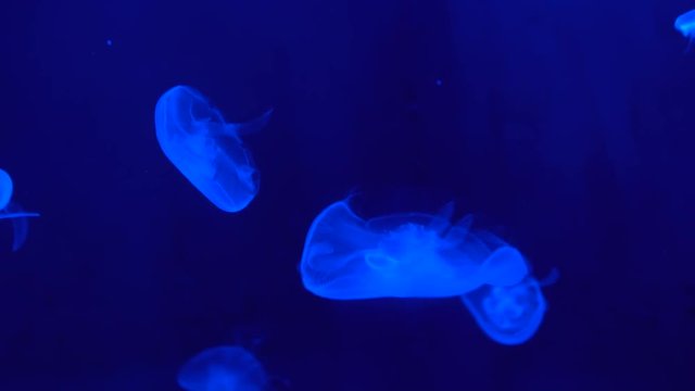 Fluorescent jellyfish on a blue background floating in the deep, marine life close up
