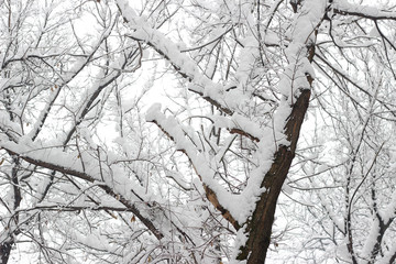 Snow covered trees woods forest bare winter white