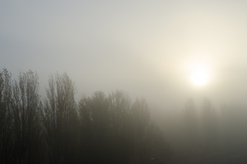 The autumn morning tight fog and sun under crowns of poplars