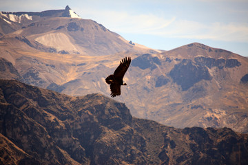 a condor flying in Peru