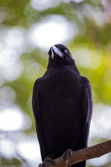 The Crow