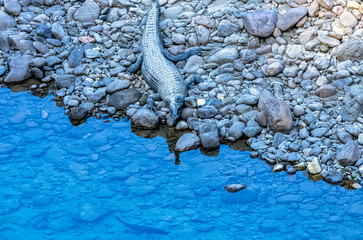 Ramganga River and gharial (Gavialis gangeticus), also known as the gavial, and fish-eating crocodile - Jim Corbett National Park, India - obrazy, fototapety, plakaty