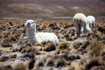 Alpacas in Peru. A pet that produces a very fine wool