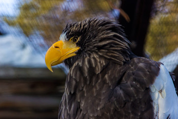 Obraz premium Steller's sea eagle Орлан белоплечий