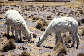 Alpacas in Peru. A pet that produces a very fine wool