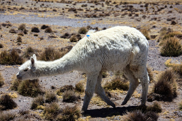 Fototapeta premium Alpacas in Peru. A pet that produces a very fine wool