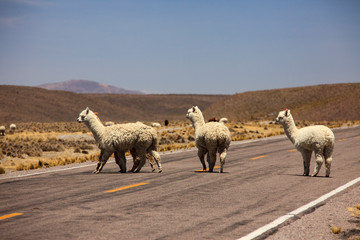 Alpacas in Peru. A pet that produces a very fine wool