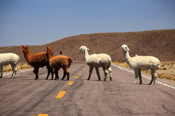 Alpacas in Peru. A pet that produces a very fine wool