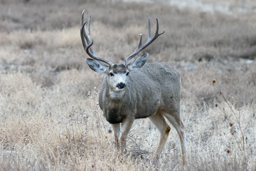 Mule Deer Buck On The Move. Wild Deer on the High Plains of Colorado