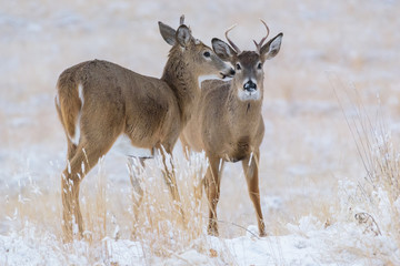 Wild White-tailed Deer on the High Plains of Colorado
