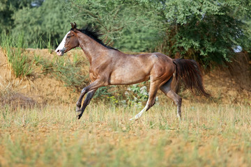 marwari mare galloping free