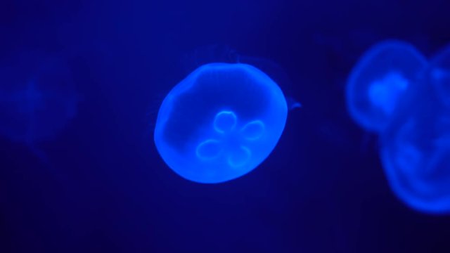 Jellyfish on a blue background, underwater view sea inhabitants of the tropics