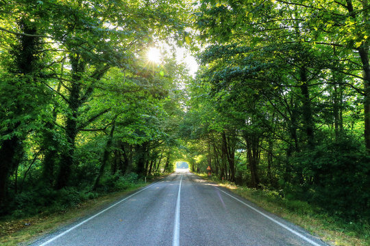 Tree tunnel in Safranbolu, Bartin