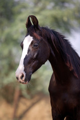 black marwari mare in village