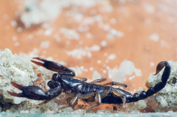 Scorpion creeps on the sand close up