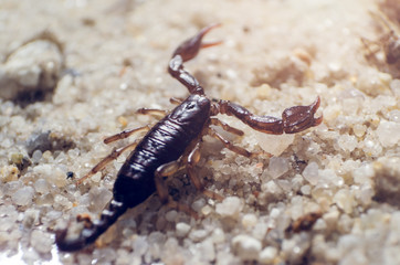 Scorpion creeps on the sand close up