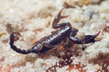 Scorpion creeps on the sand close up