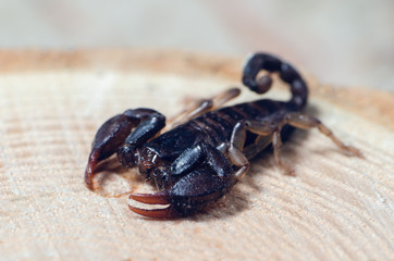 Scorpion sitting on a wooden board, closeup