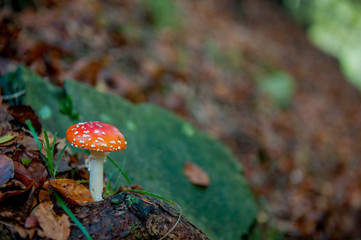 poisonous mushrooms
