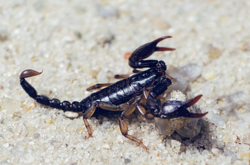 Scorpion creeps on the sand close up