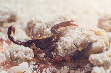 Scorpion holds claws caught fly, close up