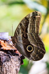 A beautiful Peruvian Butterfly in a reserve in Peru