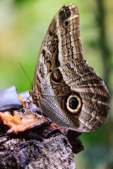 A beautiful Peruvian Butterfly in a reserve in Peru