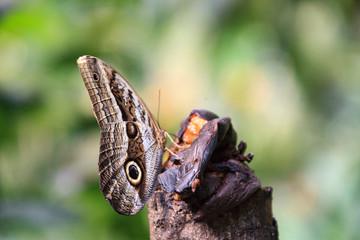 A beautiful Peruvian Butterfly in a reserve in Peru