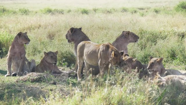 a lion pride resting at serengeti national park in tanzania- recorded at 4K 60