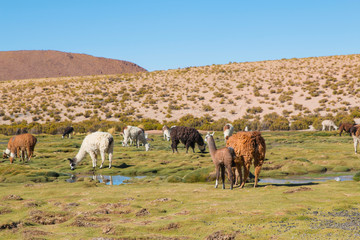 Llamas (Lama glama) early in the morning at high altitude in Bolivia.