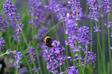 Lavender and Bees