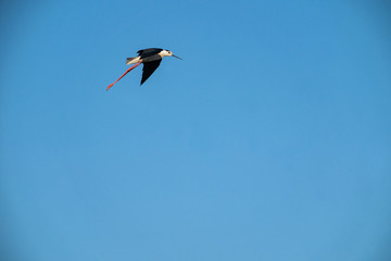 black-winged stilt