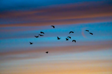 silhouettes