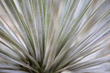 Close up cactus texture