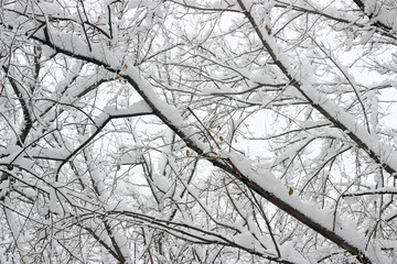 Snow covered trees woods forest bare winter white