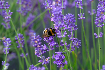 Lavender and Bees