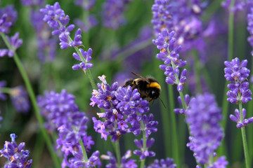 Lavender and Bees