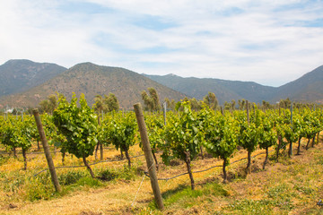 Fototapeta na wymiar Organic vineyards with mountains on the background.