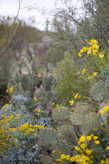 Sonoran Desert Landscape